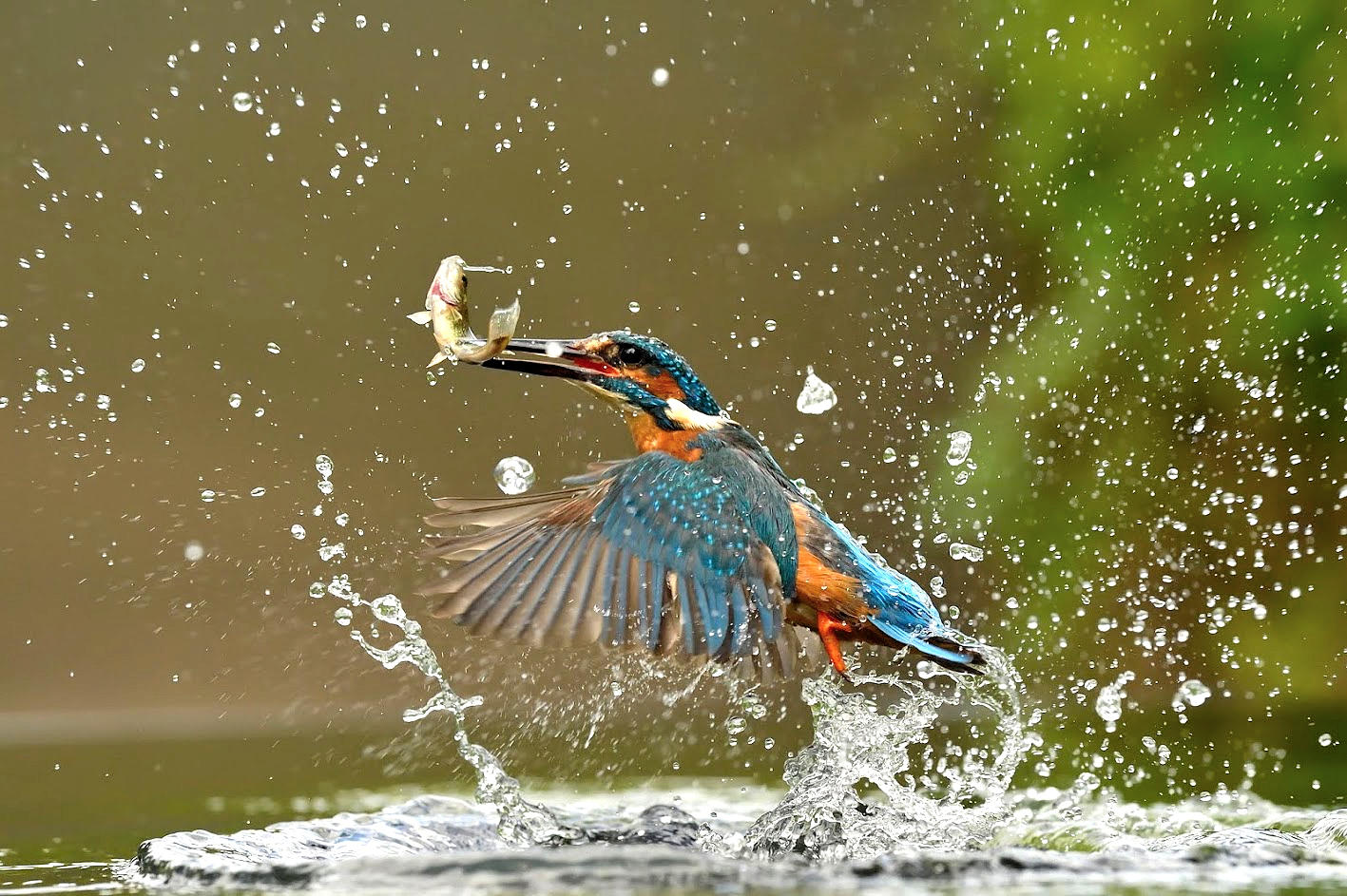 Crowd Results Birds That Live Near Or On Water Bird Photo Contest