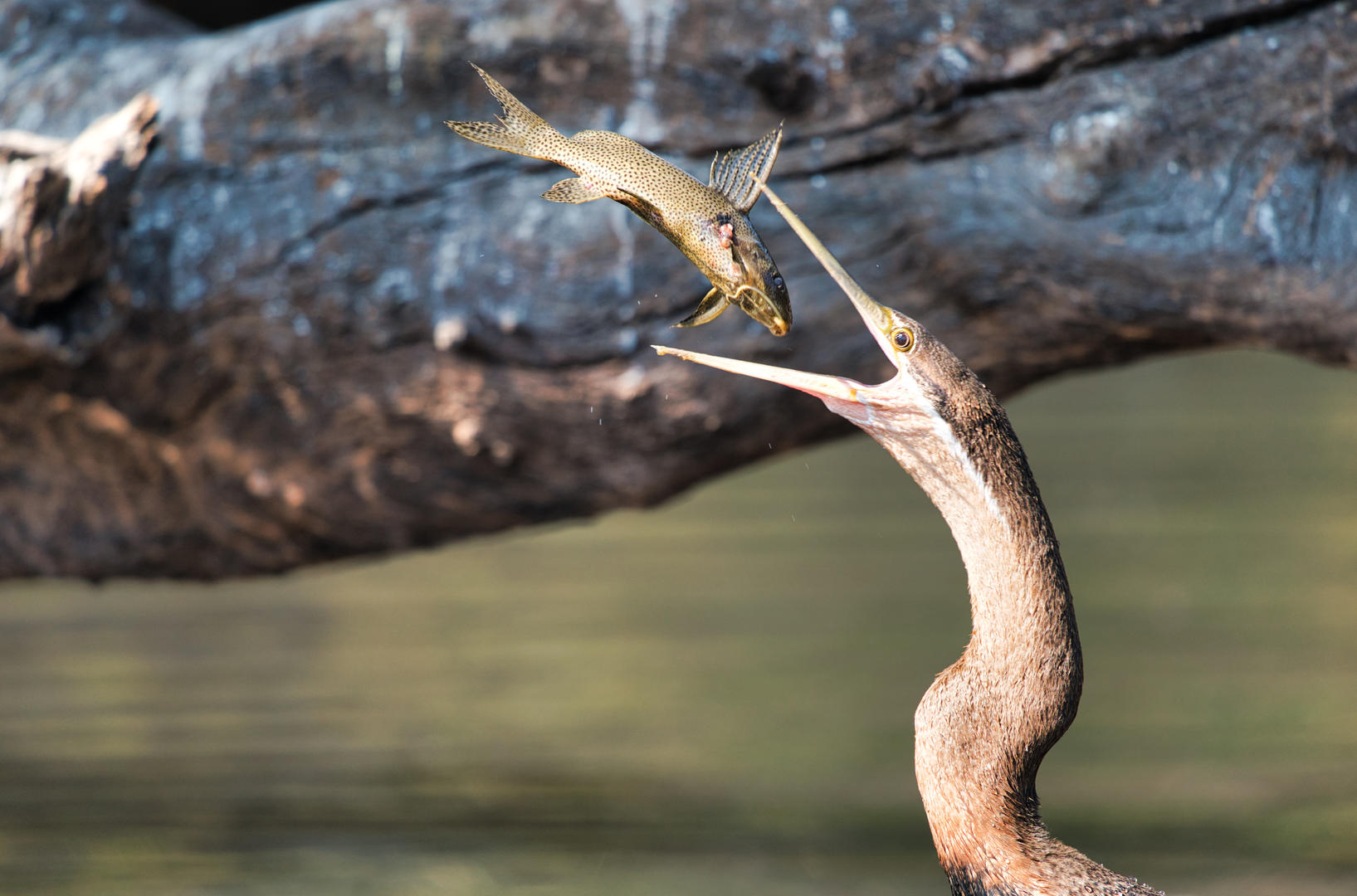 Crowd Results Life In The Wetlands Nature Photo Contest