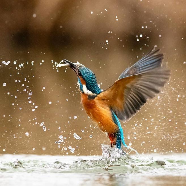 Crowd Results Colourful Birds In Colour Bird Photo Contest