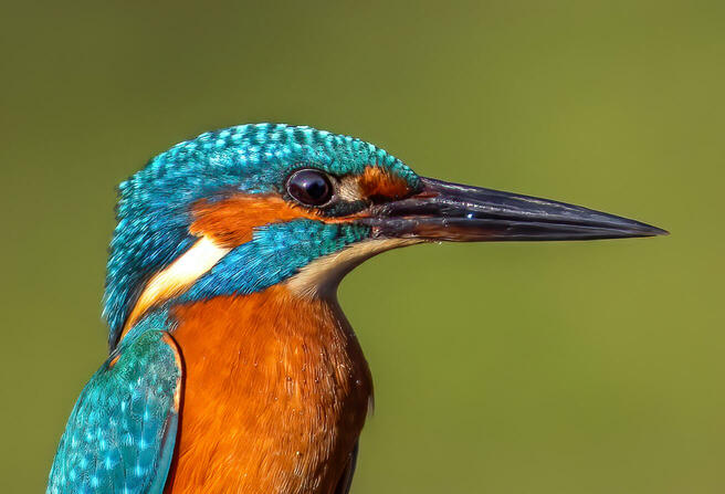 Crowd Results Only Faces Of Birds Bird Photo Contest Photocrowd