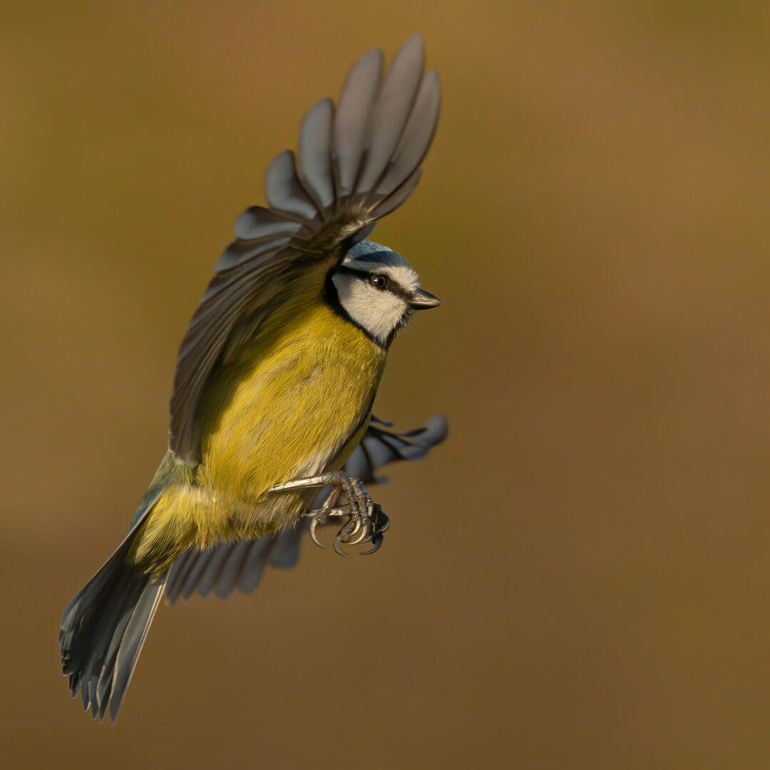 Crowd Results Blue Tits Bird Photo Contest Photocrowd Photo