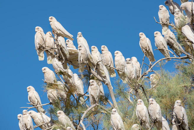 Crowd Results Large Flocks Of Birds In A Tree In Colour Bird