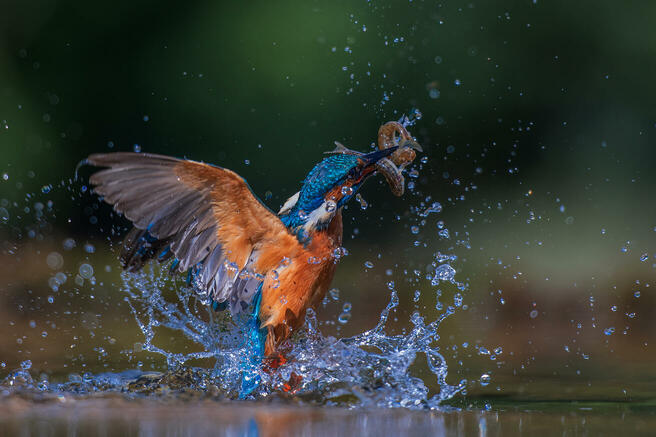 Crowd Results Wild Birds In Colour Bird Photo Contest