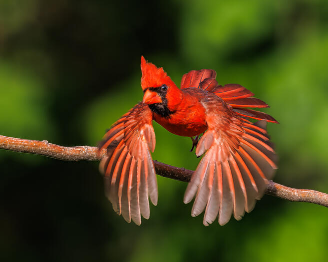 Crowd Results Backyard Birds Of North America Bird Photo Contest