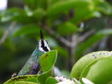 MateoTheBirdPhotographer
