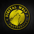Digital Wolf Photography
