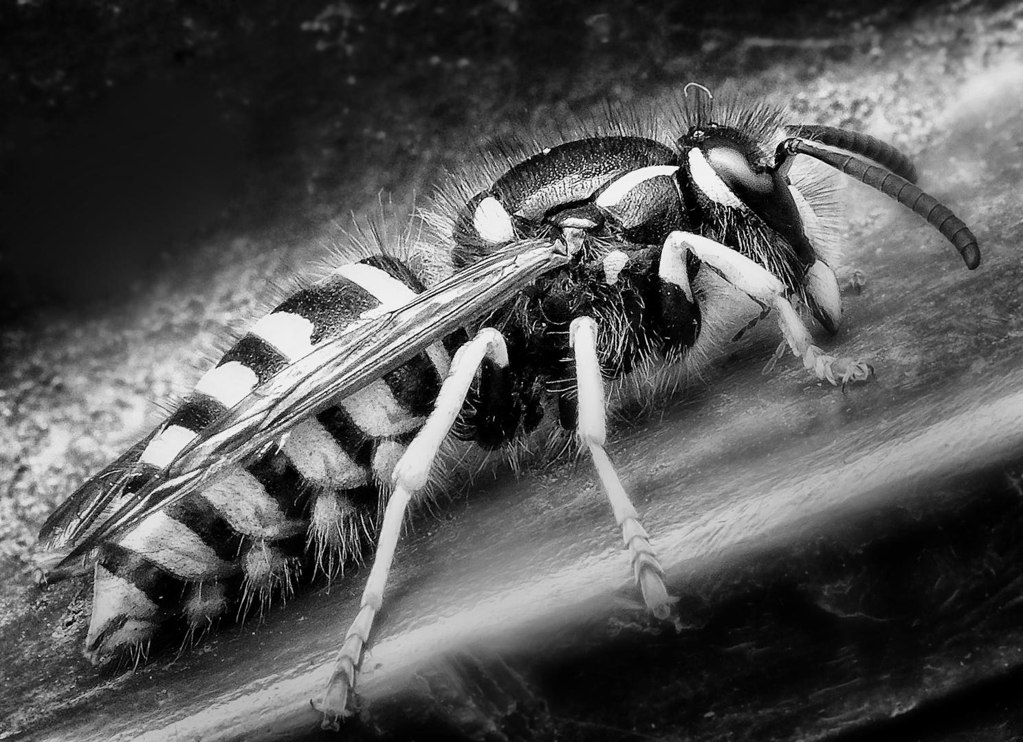 Black and white macro nature Nature photo contest Photocrowd photo competitions & community site