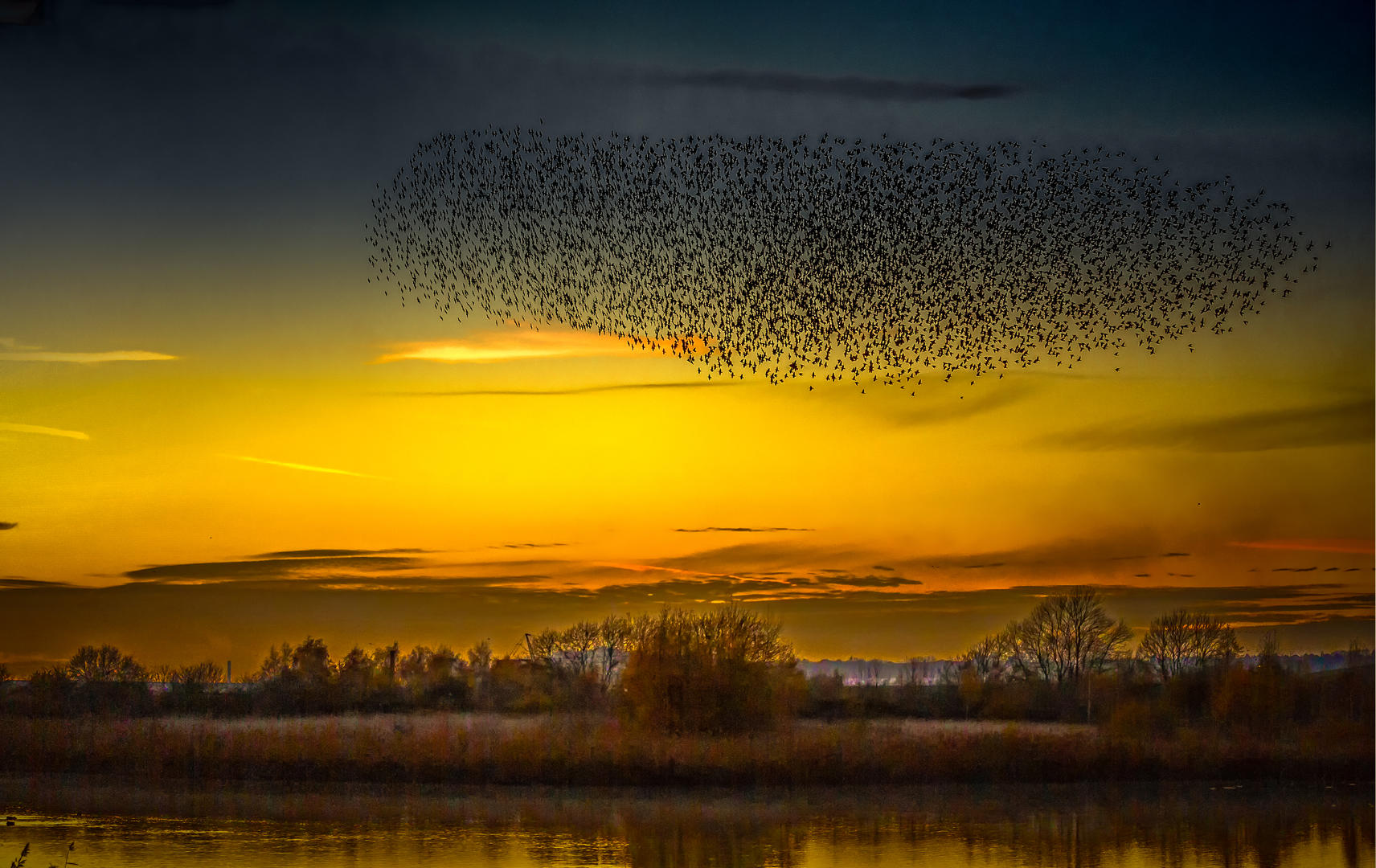 Crowd results | Birds of a feather flock together - Wildlife photo