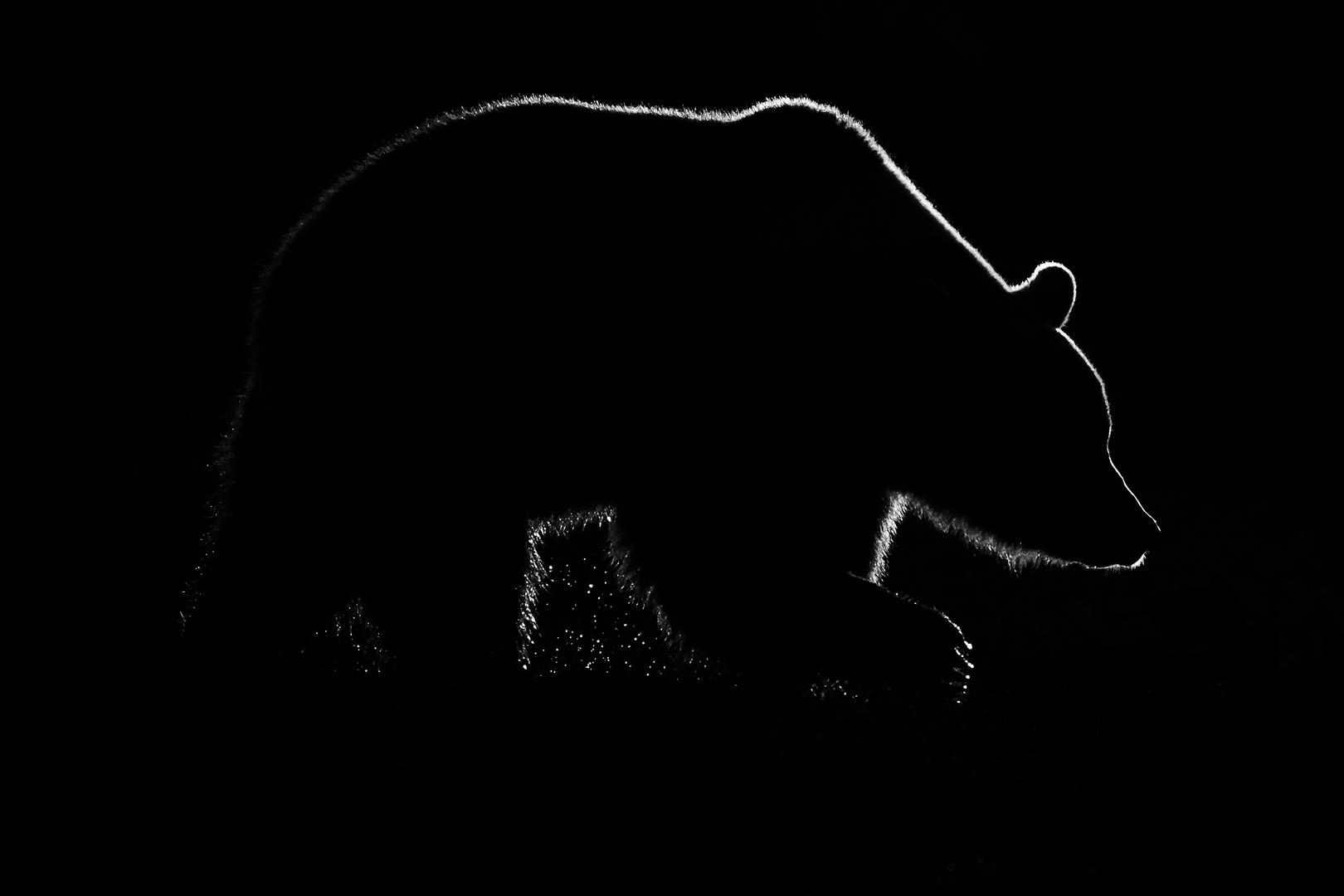 Силуэт медведя на чёрном фоне Full HD