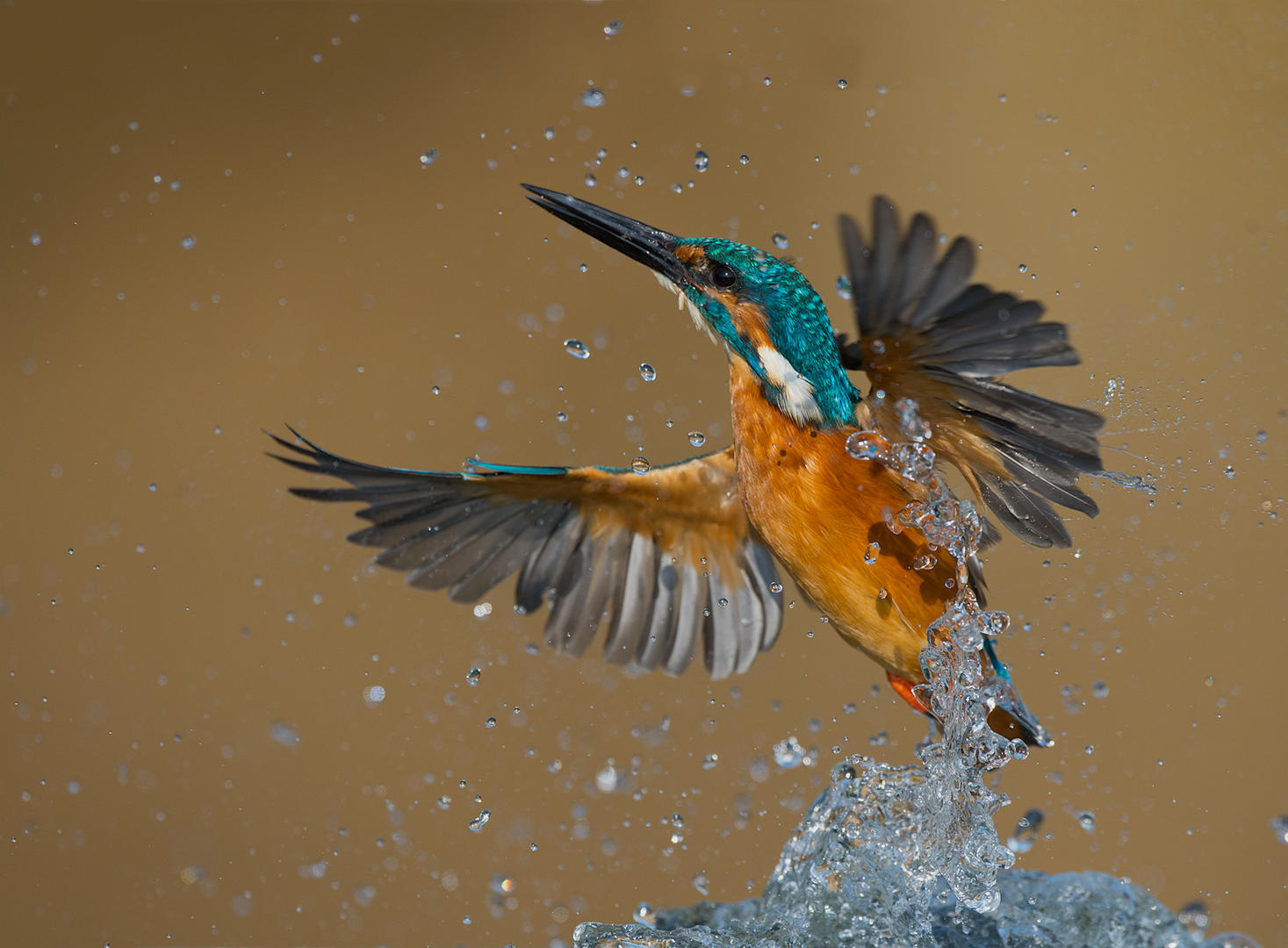 Crowd results Your Favourite Bird Bird photo contest Photocrowd