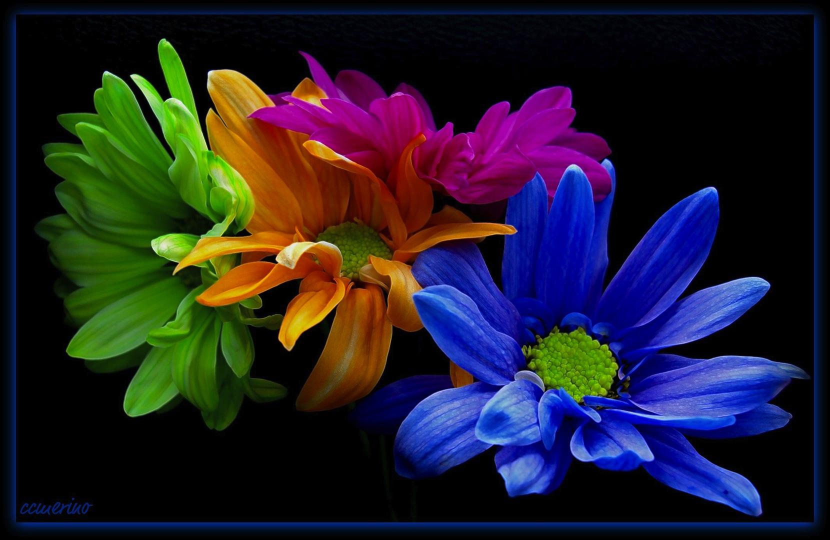 A Rainbow of Daisies by ccmerino | Photocrowd photo competitions ...