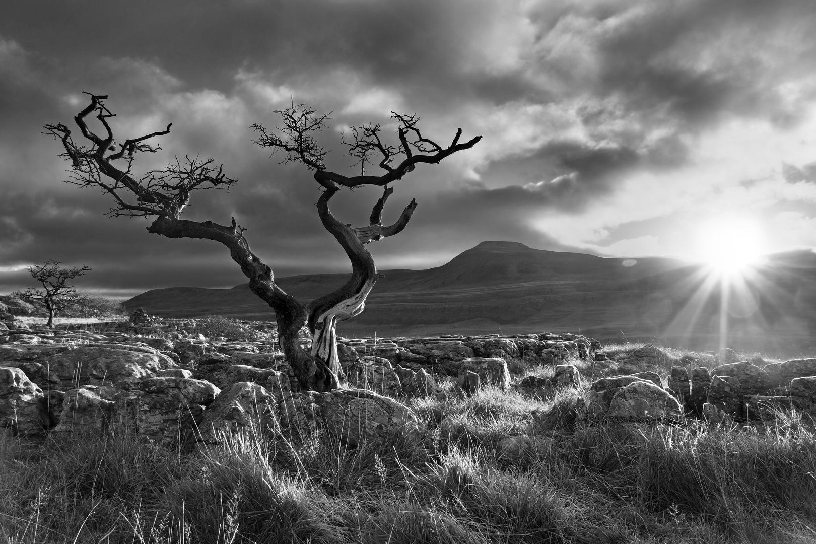 Brief and entries Dead Trees Nature photo contest Photocrowd
