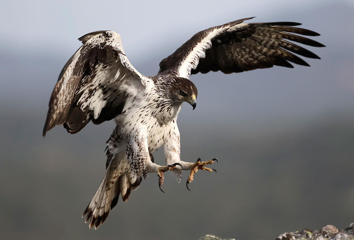 Birds - take off & landing - Wildlife photo contest | Photocrowd photo ...