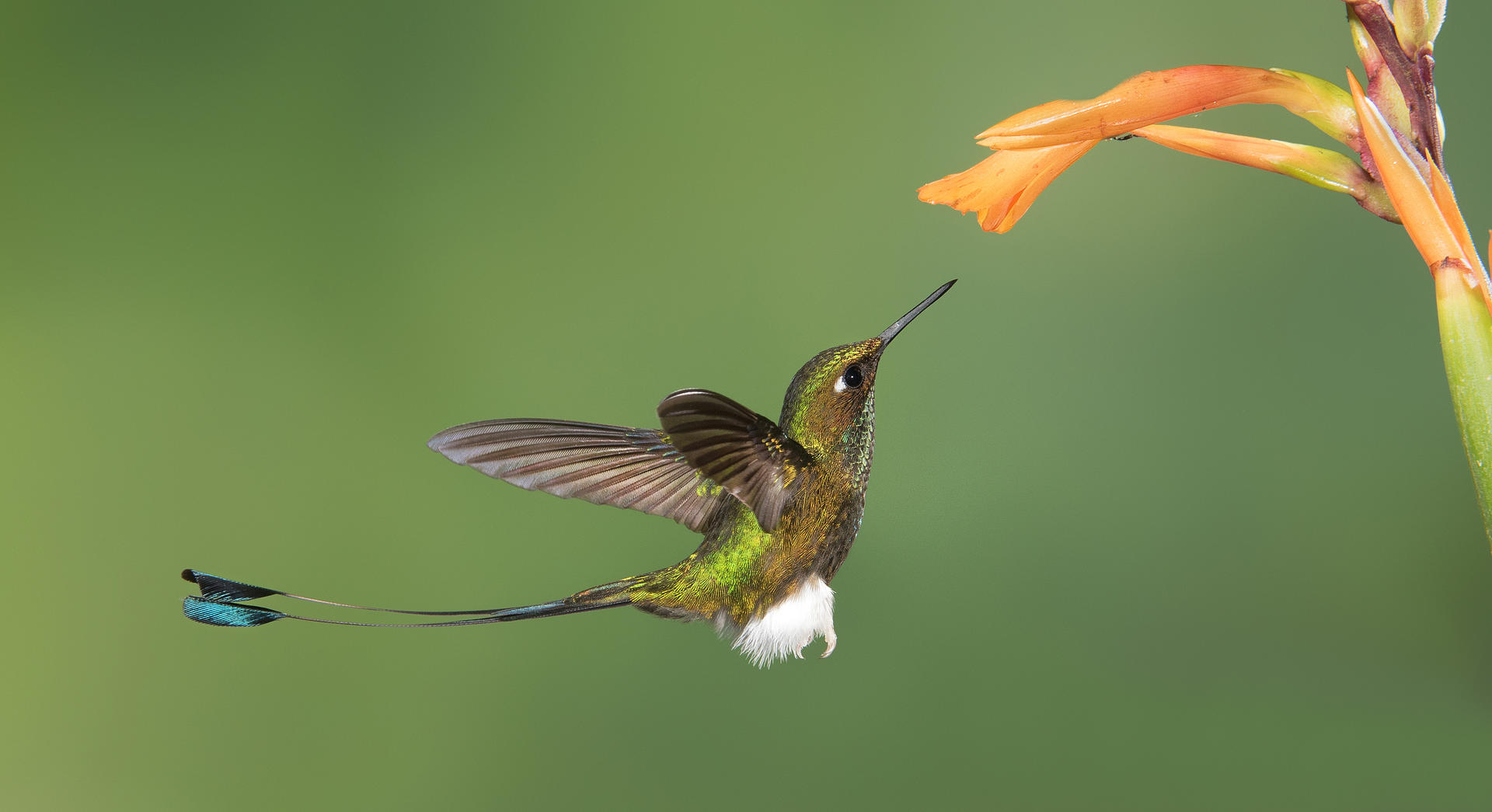 Brief and entries | Hummingbirds and Flowers (in colour) - Bird photo ...