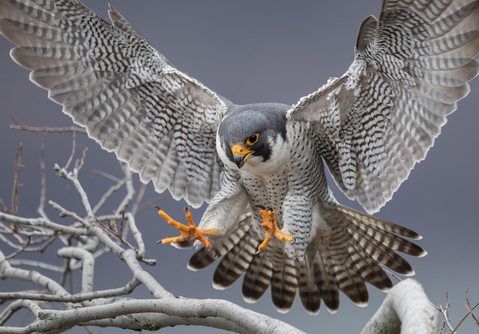 Peregrine Falcon by Harry Collins Photocrowd photo competitions & commu...
