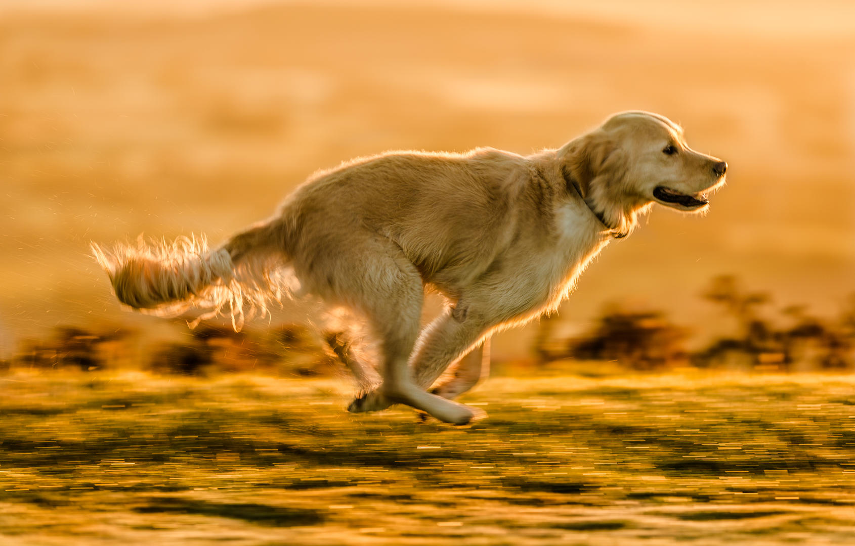 Dog is running