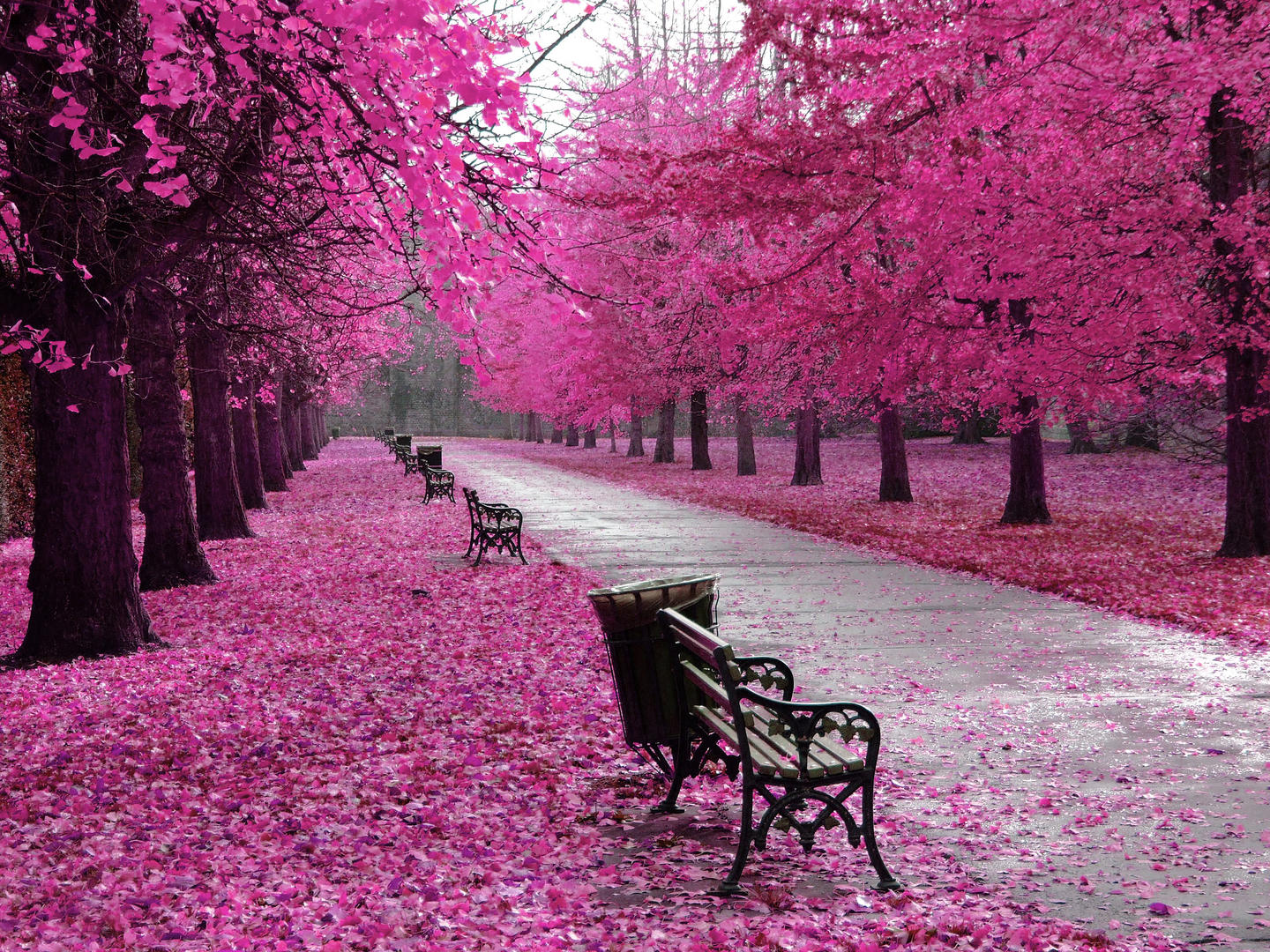 Pink in Nature - Nature photo contest | Photocrowd photo competitions ...