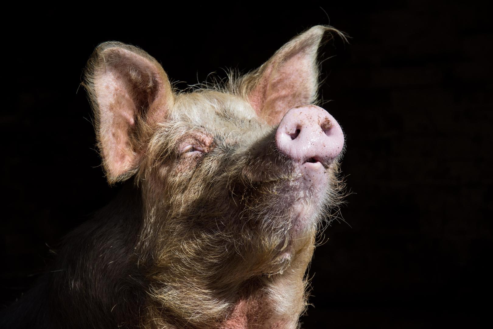 Pigs - Animals photo contest | Photocrowd photo competitions ...