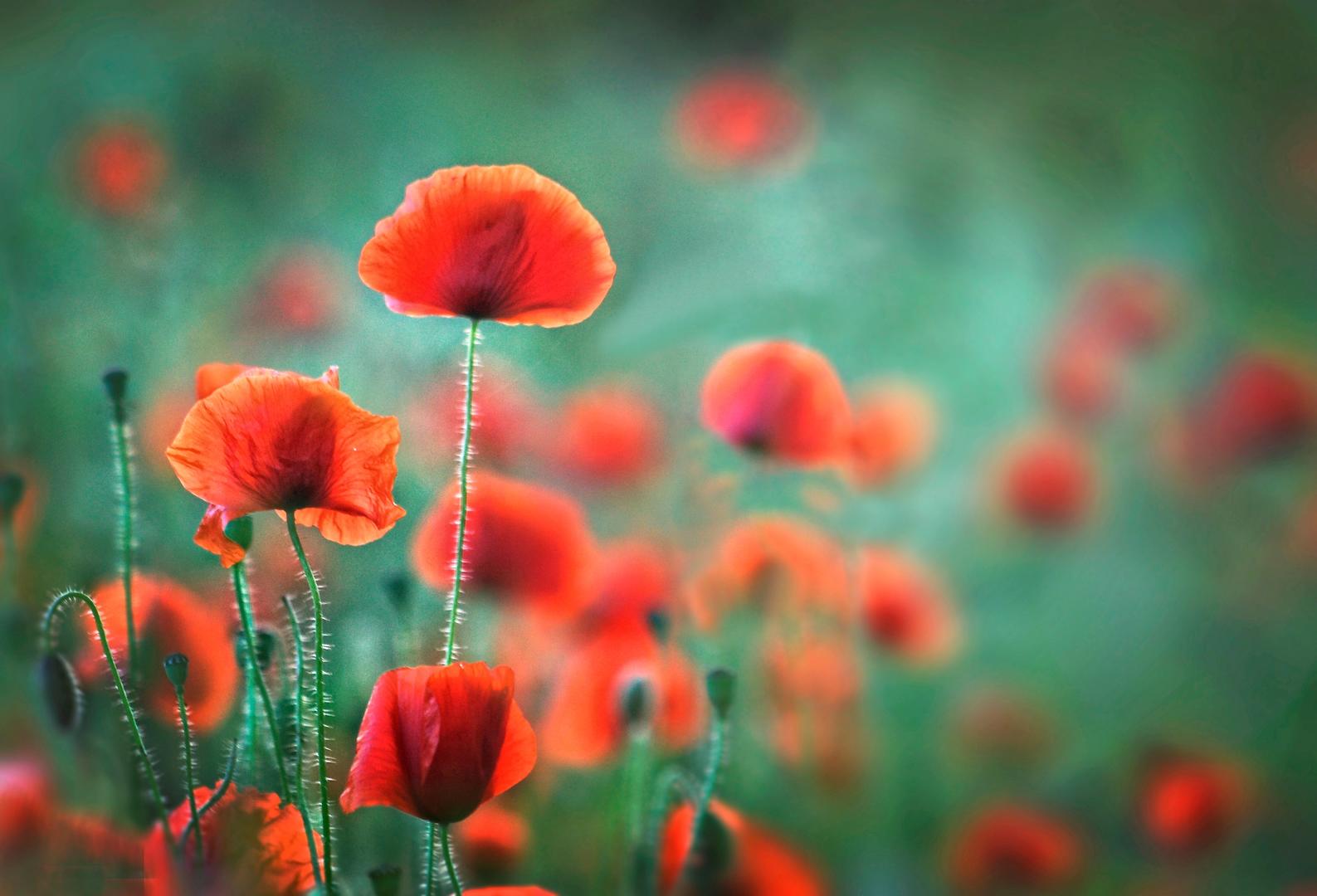 Summer Poppies by Ceri Jones | Photocrowd photo competitions ...