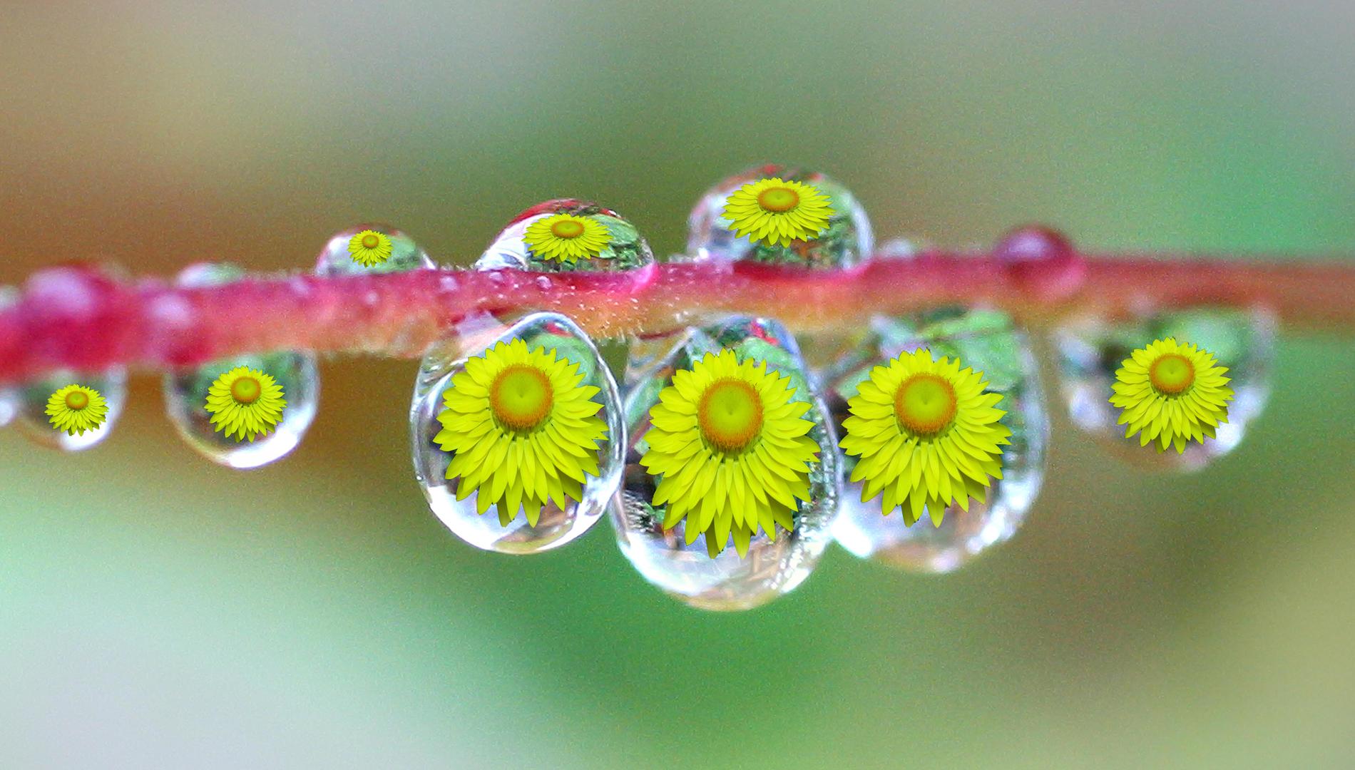 Crowd results | Rain & Raindrops - Nature photo contest | Photocrowd ...