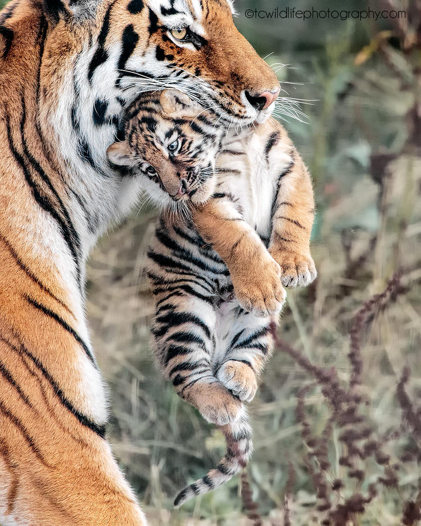 Crowd results | Animals #225 - Animals photo contest | Photocrowd photo ...