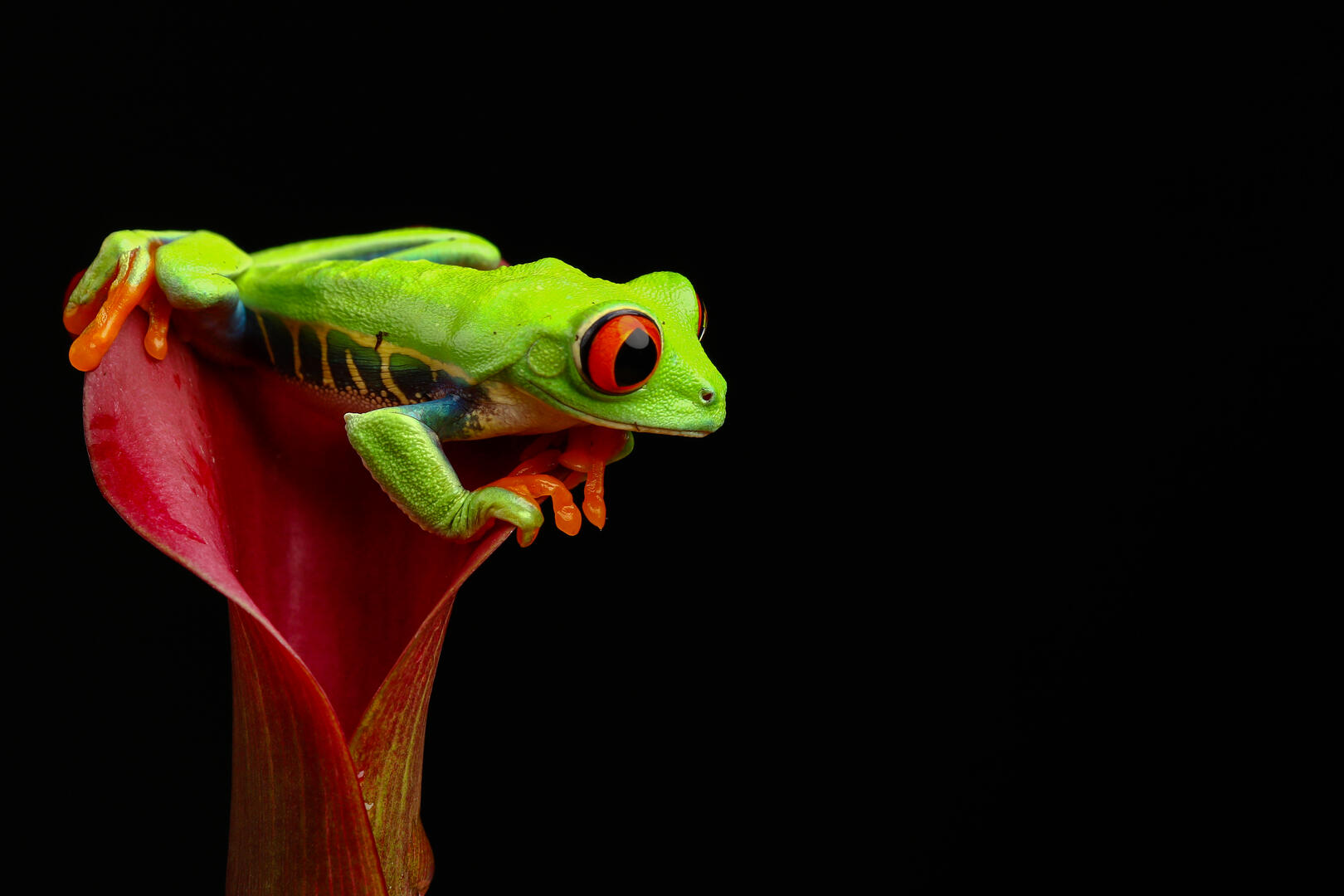 Brief and entries | Tree frogs - Animals photo contest | Photocrowd ...