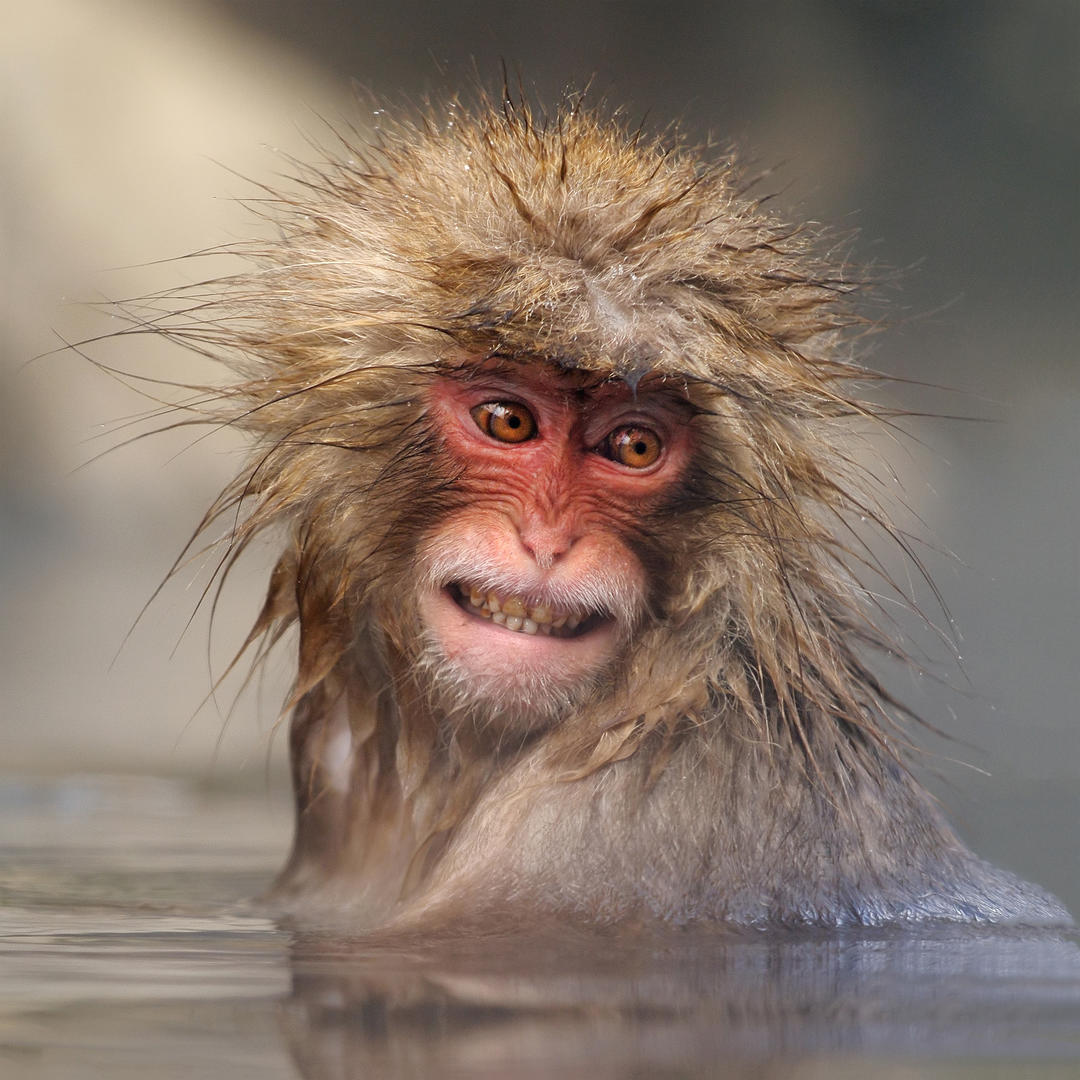 Primates (Non Human) - Animals photo contest | Photocrowd photo