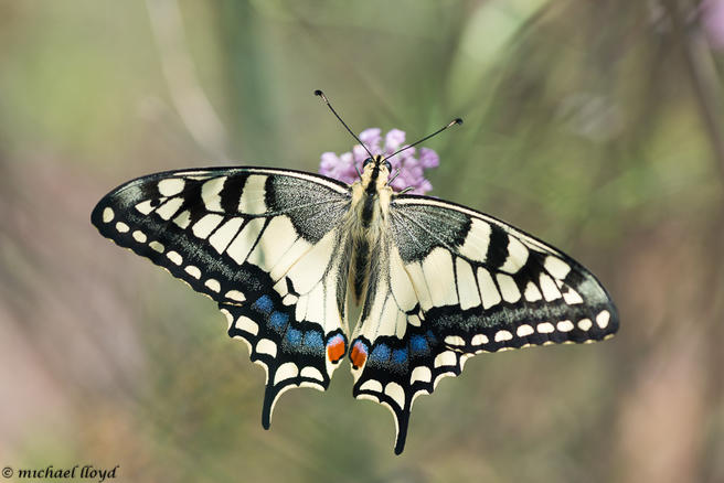 Crowd results | Detailed Butterflies (in colour) - Insect photo contest ...