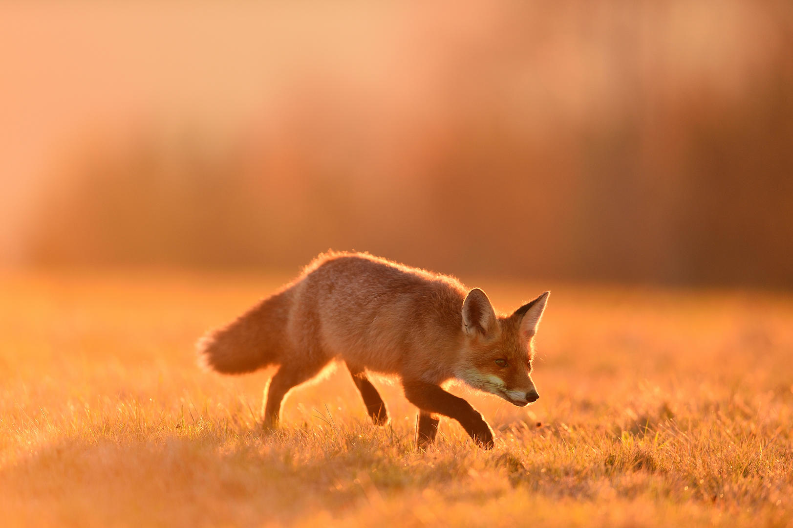 Brief and entries | Animals in Golden Hour Light - Animals photo