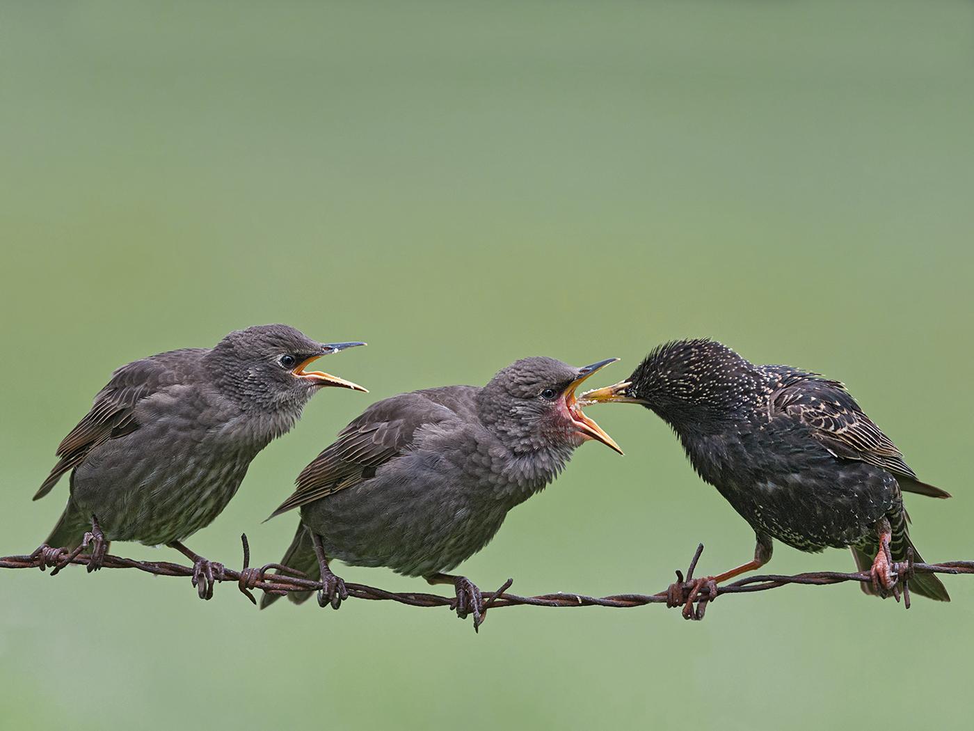 X birds. Everything in the World Starling. The Starling Results meaning. Starlings meaning. Crowd Birds photo.