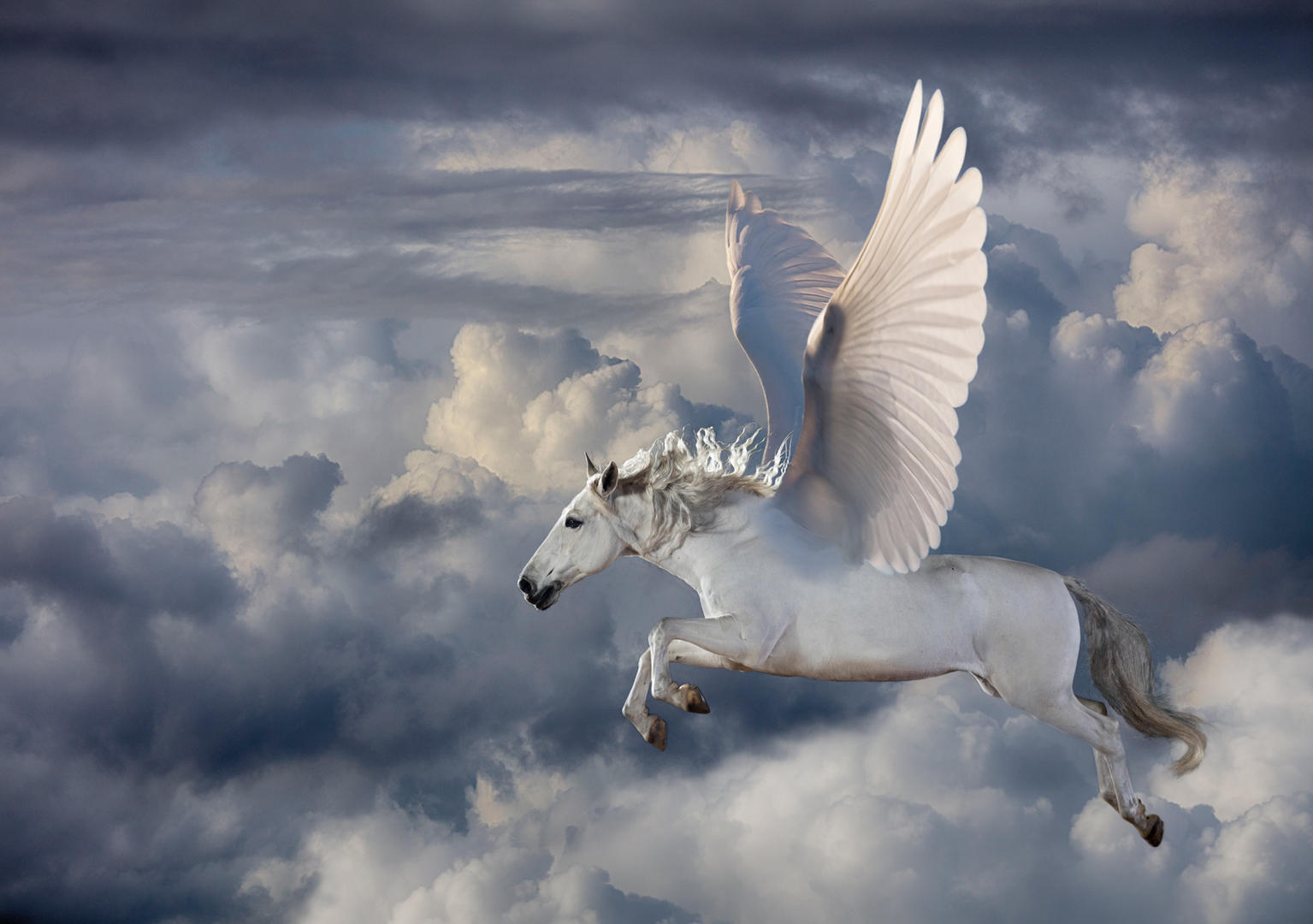 Photo entered in Fantastic Composite Animal Hybrids | Photocrowd photo ...