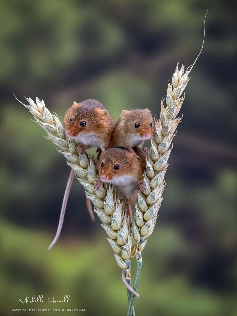 Wild Mice - Animals photo contest | Photocrowd photo competitions ...