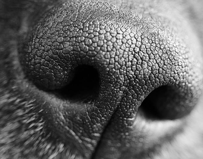 expert-choices-a-dog-s-nose-in-black-and-white-portrait-photo