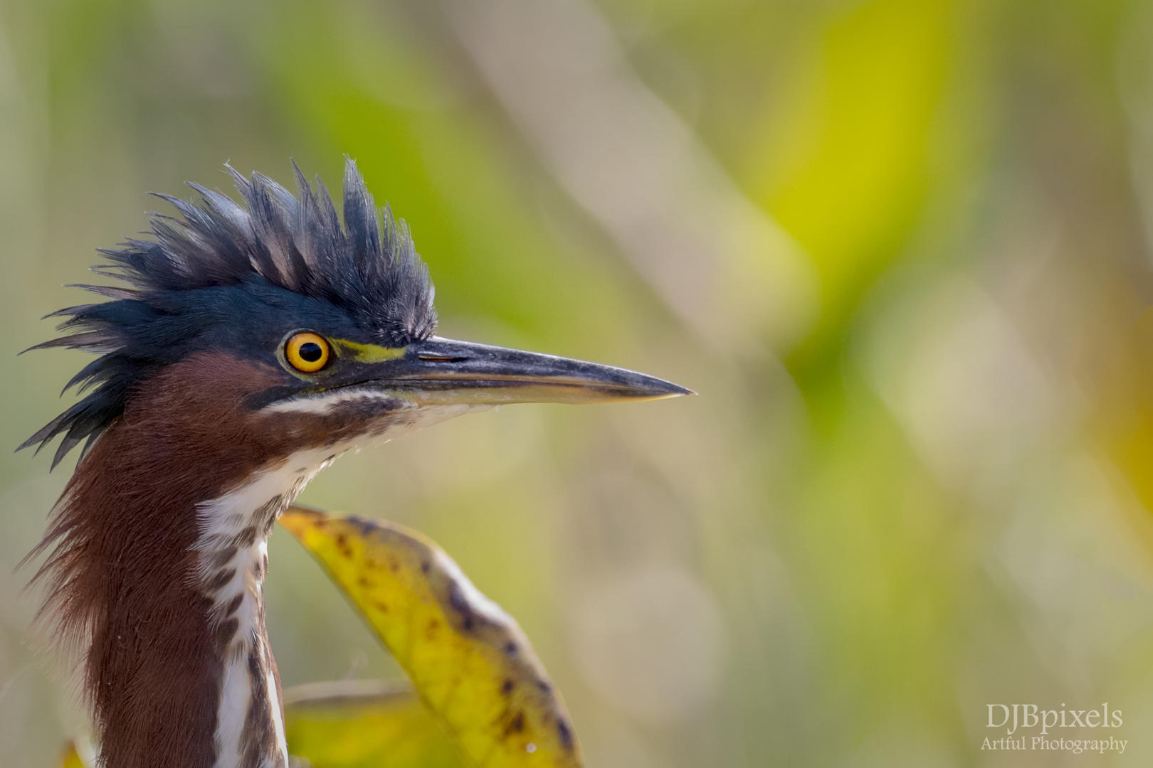 Wetland Birds and Waterbirds - Bird photo contest | Photocrowd photo ...