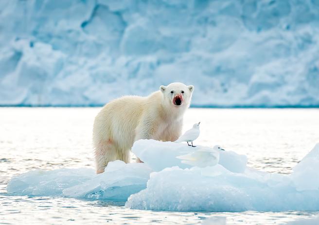 Crowd results | Bears - Animals photo contest | Photocrowd photo ...