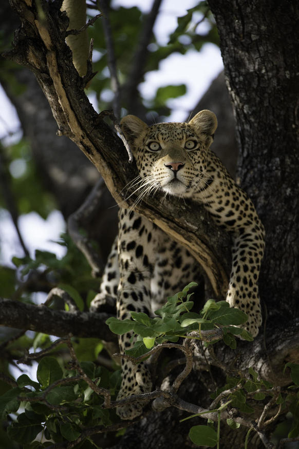 Crowd results | The Safari Big Five - Wildlife photo contest ...