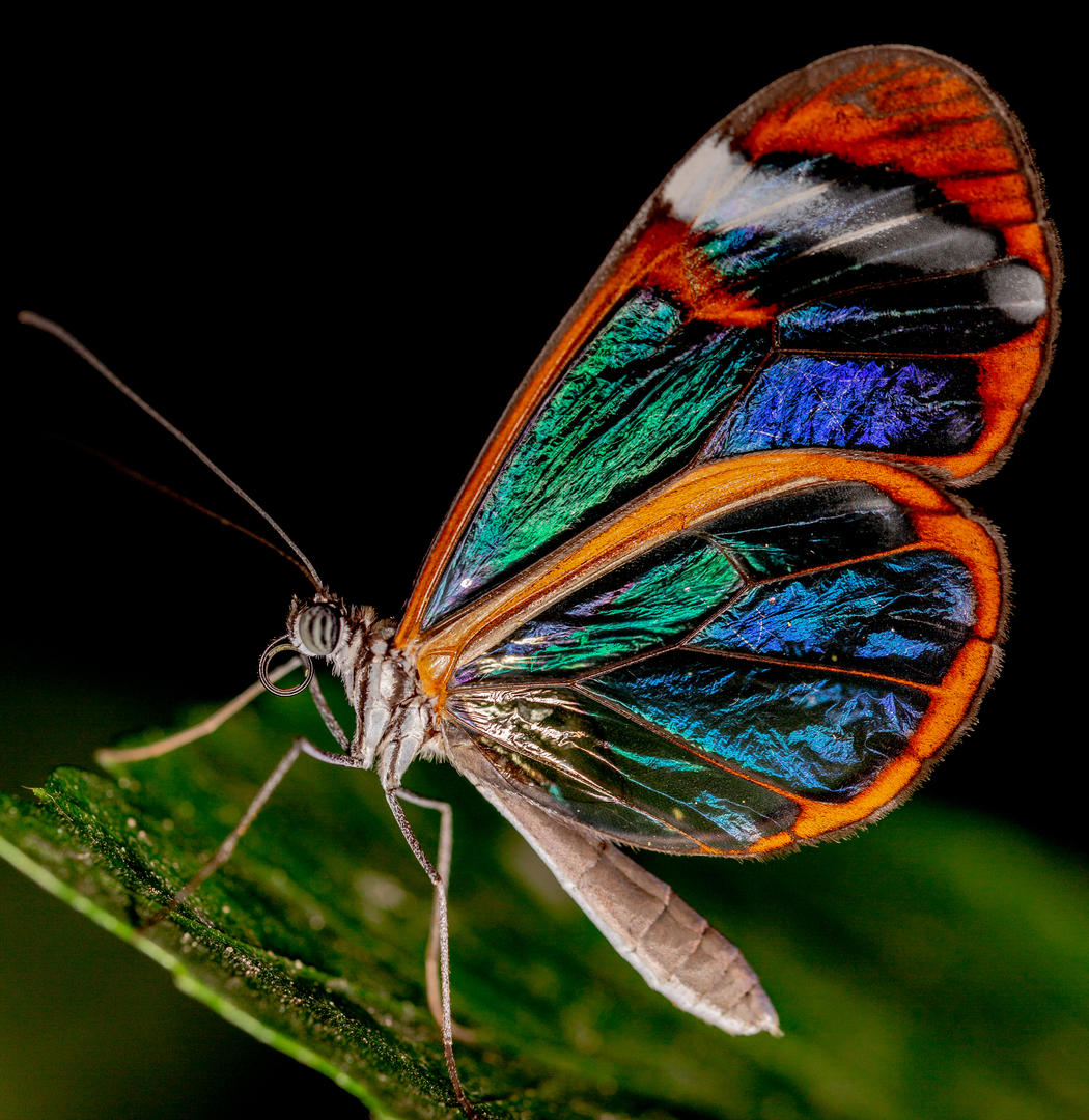 Brief and entries Beautiful Insects Nature photo contest