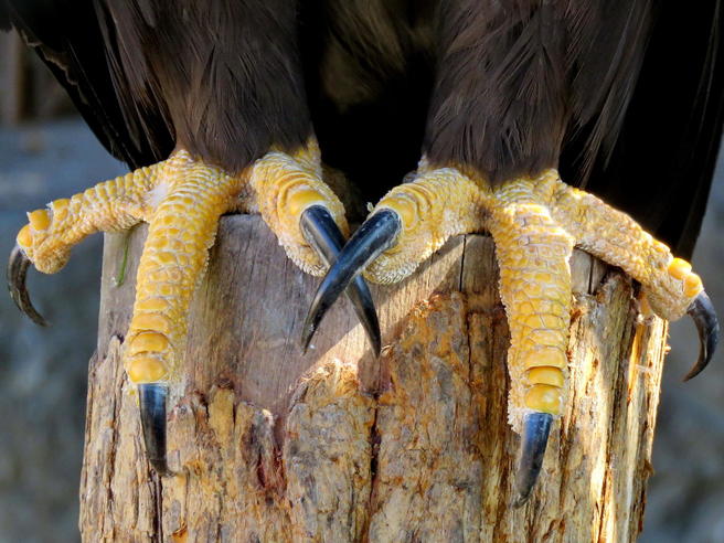 Bird's Feet - Bird photo contest | Photocrowd photo competitions ...