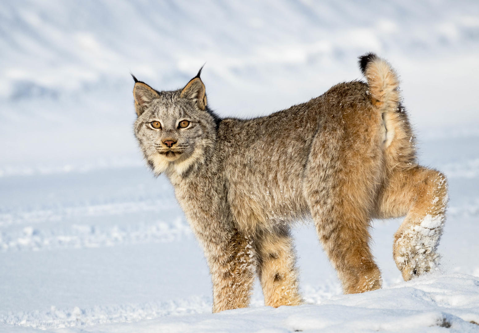 Wild Animals in Winter - Wildlife photo contest | Photocrowd photo ...