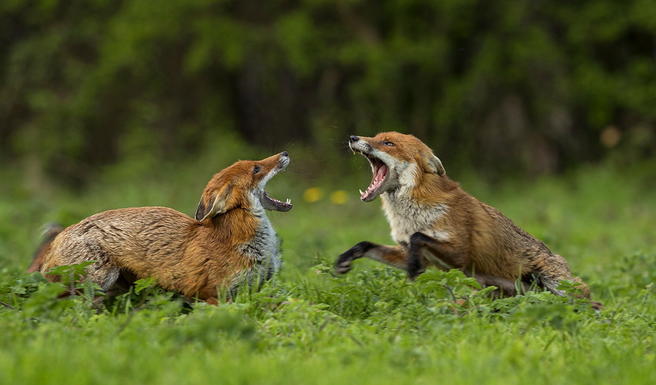 Foxes in the Wild - Animals photo contest | Photocrowd photo