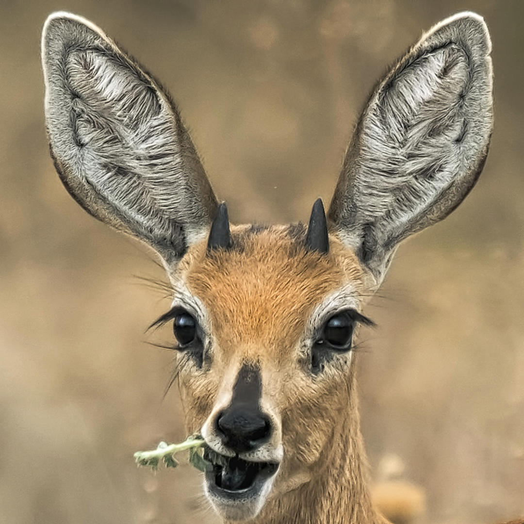 Brief and entries | Animals With Big Ears (no people) - Animals photo
