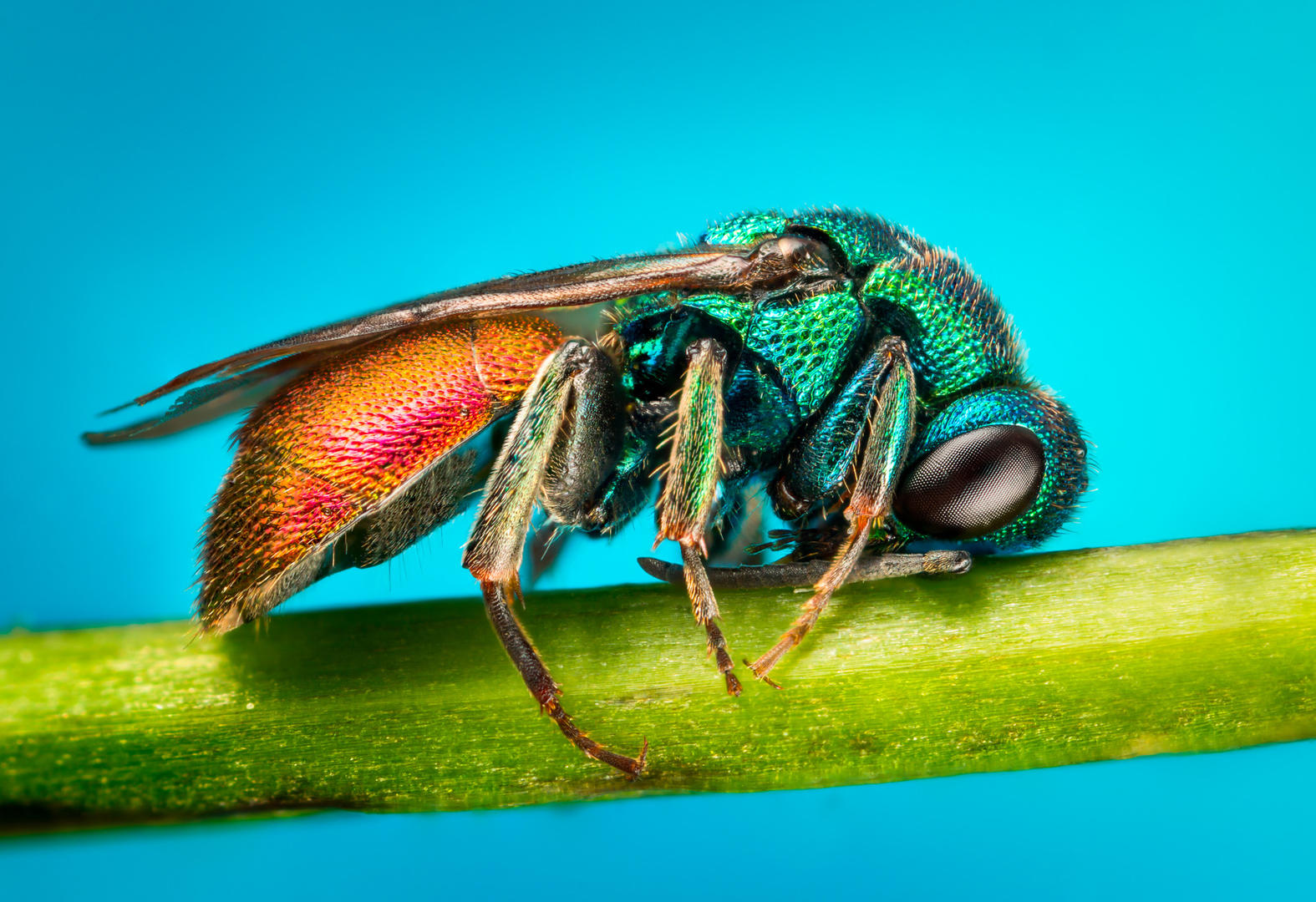 Cuckoo Wasp by Frantisek Dulik | Photocrowd photo competitions ...