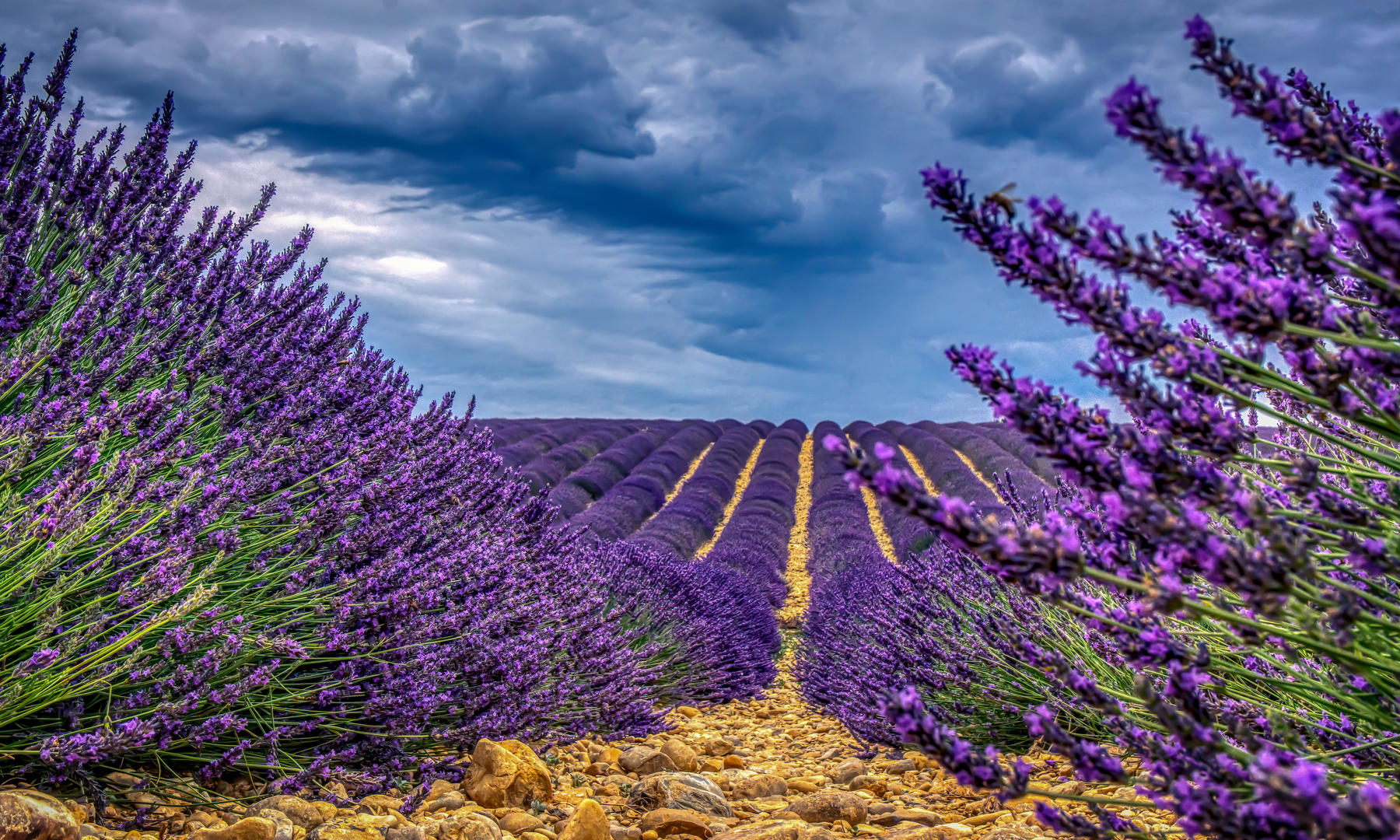 groups-of-flowers-of-the-same-species-flower-photo-contest