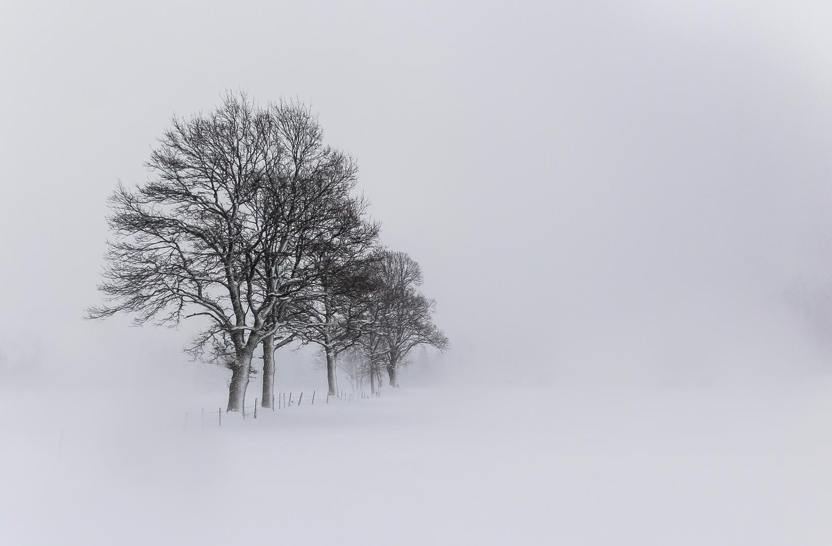 Negative Space - Technique Photo Contest 