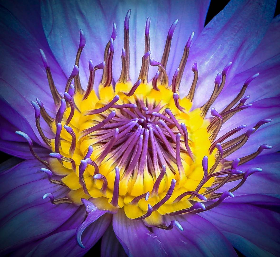 Brief and entries | Stamens and Pistils of Flowers - Flower photo ...