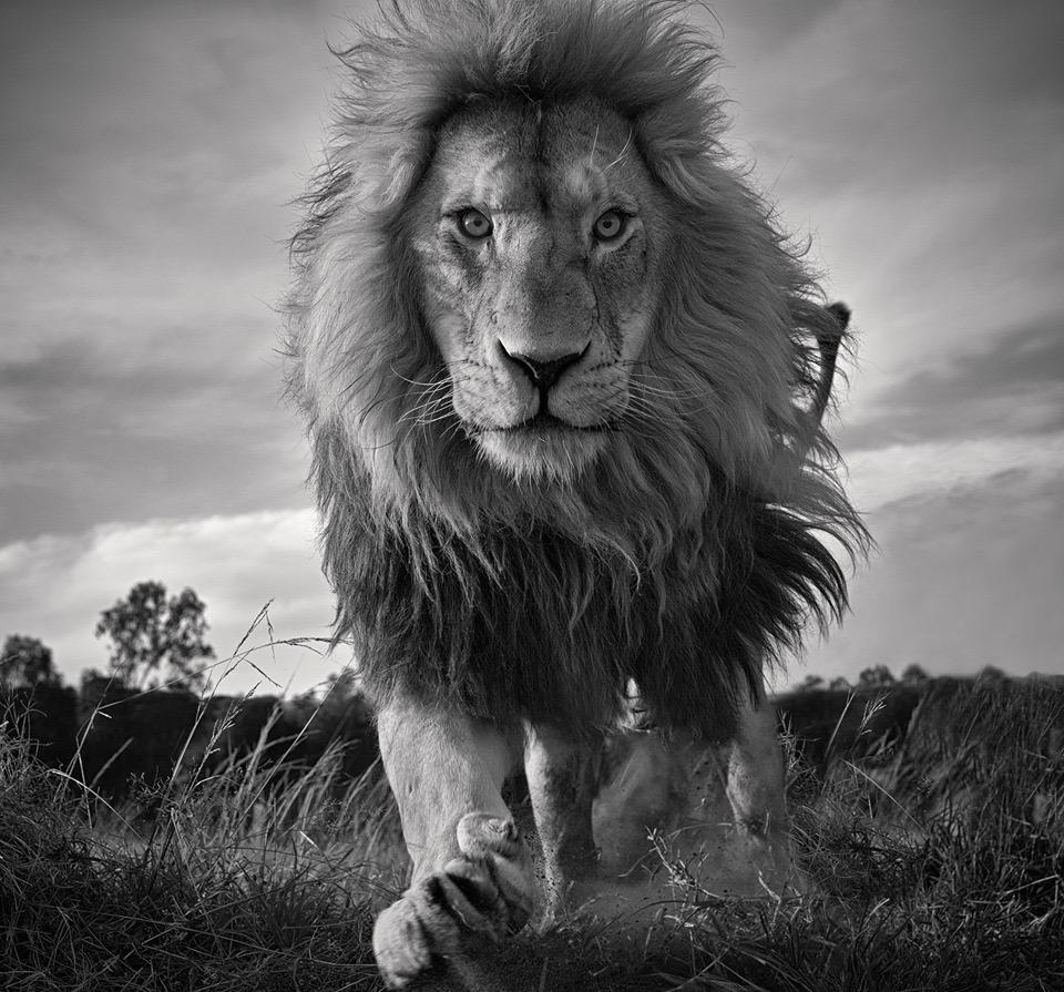 Brief and entries | Tusk’s Year of the Lion - Animals photo contest