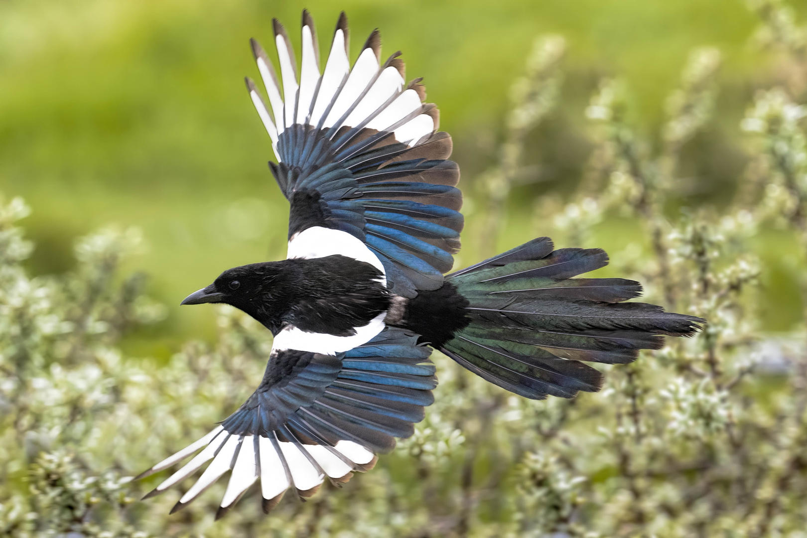 Brief and entries | Magpies - Bird photo contest | Photocrowd photo ...