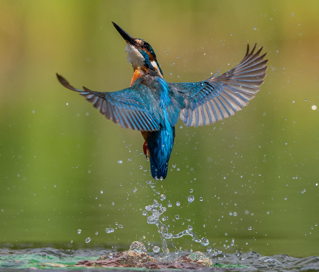 Brief and entries Birds and Water Bird photo contest Photocrowd