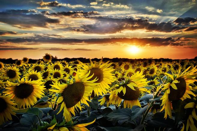 Crowd results | Sunflowers in Colour - Flower photo contest ...