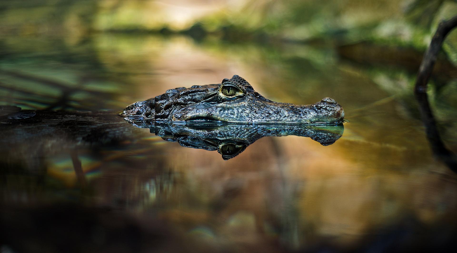 Crocodilians In The Wild - Wild Animals Photo Contest 